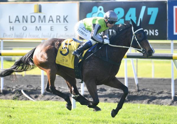 Rocababy winning at New Plymouth on Saturday.  Photo: Peter Rubery (Race Images Palmerston North)