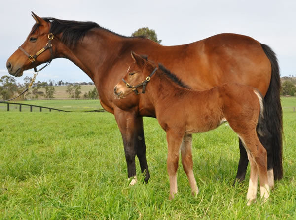 Rocha Clock was foaled and raised at Coolmore.