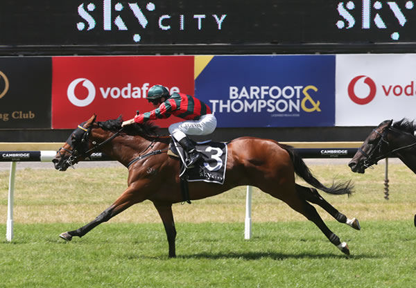 Rocket Spade will likely race at Tauranga this weekend. Photo: Trish Dunell