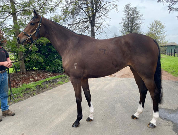 Unraced Frankel mare Romantic Road (GB) sold for $150,000.