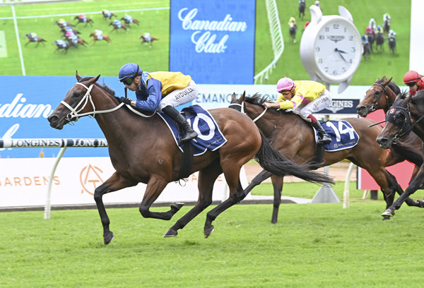 Foled, raised and sold by Vinery, Roots won the G2 Emancipation Stakes last week- image Steve Hart