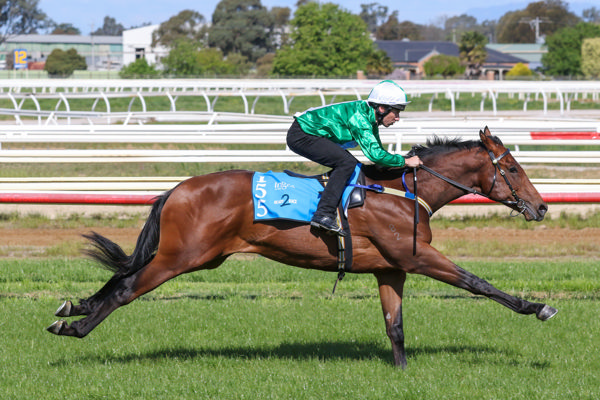 Rosberg was the second highest priced horse sold at the 2024 Inglis Ready 2 Race  Sale.