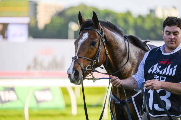 Royal Supremacy (IRE) has the Melbourne Cup on his radar - image Bradley Photography