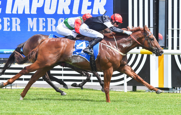 Royal Insignia makes it two wins on the trot at Caulfield - image Pat Scala / Racing Photos