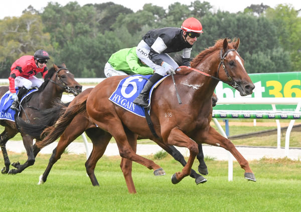 Royal Insignia wins at Kyneton - image Brett Holburt / Racing Photos