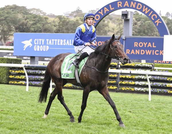 Royal Patronage is back in the winning groove - image Steve Hart