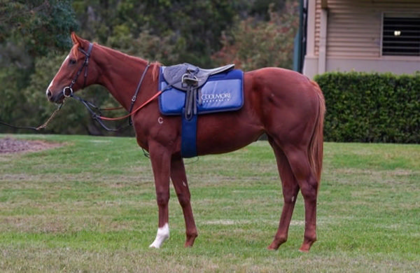 Rubi's Choice was foaled, raised and educated at Coolmore. 