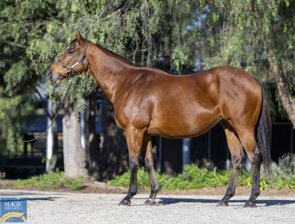 Rubisaki sold for $1.4million in foal to Snitzel.