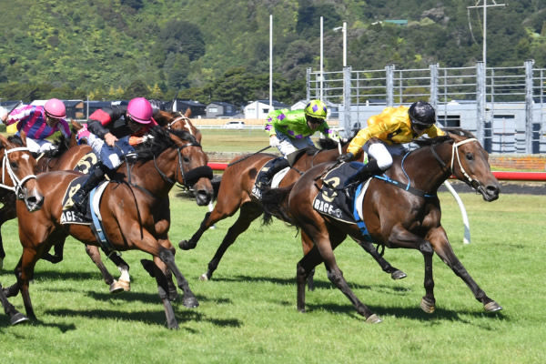 Ruby Rocks winning Saturday’s Listed Lincoln Farms Marton Cup (2200m) at Trentham.   Photo: Peter Rubery (Race Images Palmerston North)