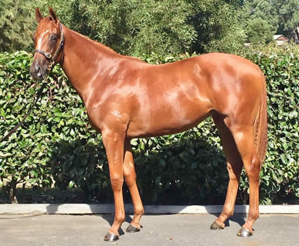 Ruby Tuesday as a yearling