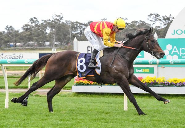 Exciting three-year-old Rue De Royale.  Photo: Brett Holburt (Racing Photos)