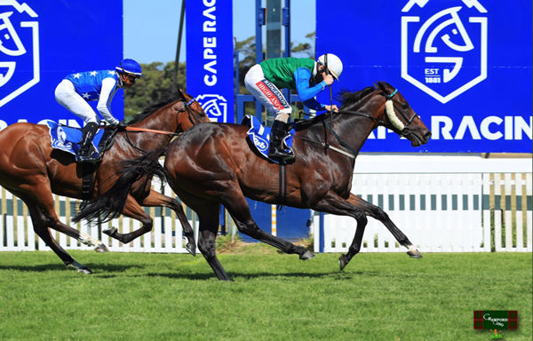Run Fox Run was a superstar sprinter in South Africa, sold by Mill Park at Inglis Easter. 