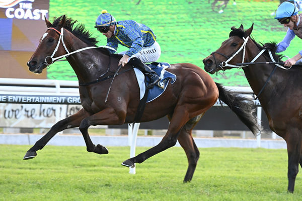 Rustic Steel scores a valuable win in the $500,000 the Coast - image Steve Hart 