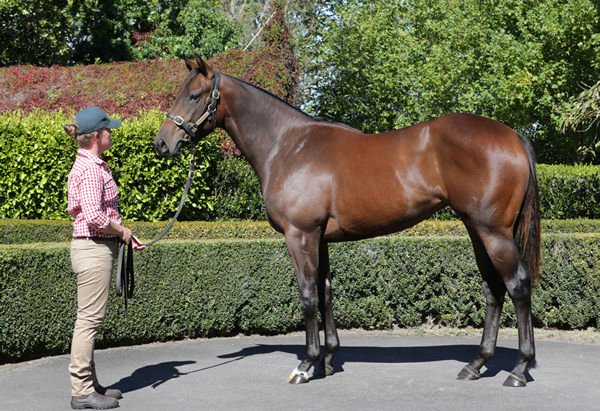 $725,000 Satono Aladdin (Jpn) filly from Gallwitz.