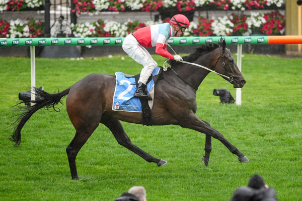 Sabaj is a horse on the up - image Scott Barbour / Racing Photos
