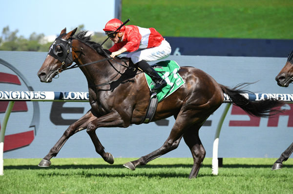 Sacramento is now a three time stakes-winner, the Canberra Cup adding to wins in the VRC St Leger and Parramatta Cup - image Steve Hart.