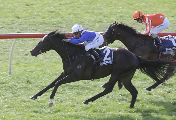 Sacred Satono will contest the Gr.2 James & Annie Sarten Memorial (1400m) at Te Rapa on Saturday. Photo: Trish Dunell