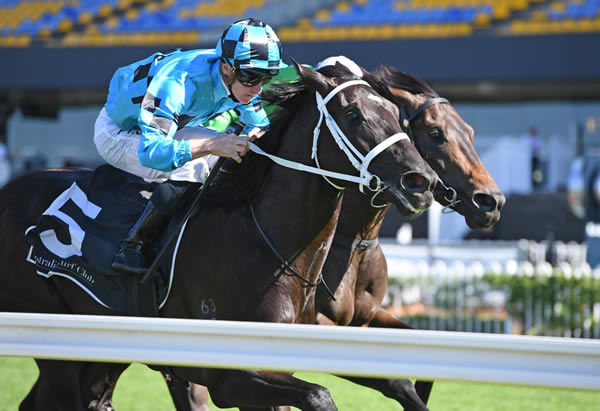 Saffiano wins the Clarendon Stakes - image Steve Hart