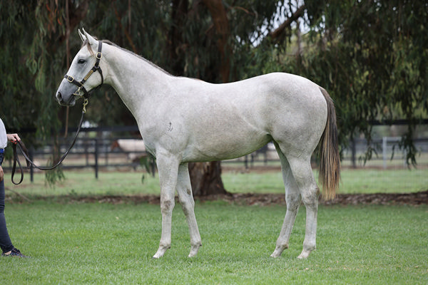 Salty Pearl Cost Connections Just $75,000 At The Inglis Classic Yearling Sale