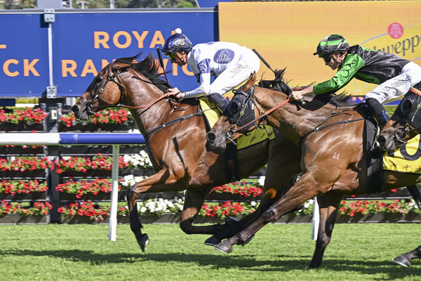 Listed Carrington Stakes Quinella For Bjorn Baker's Stable As Sandpaper Leads Home Thunderlips - Image Bradley Photos