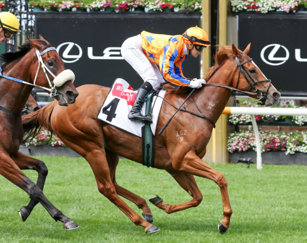Sans Doute records her third victory in succession at Flemington on Saturday. Photo: Bruno Cannatelli