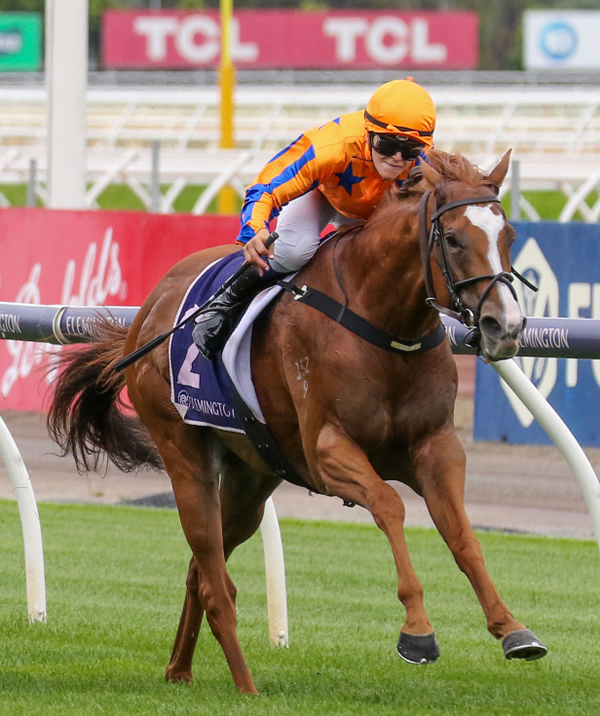 Celine Gaudray guides Sans Doute to victory at Flemington . Photo: Bruno Cannatelli