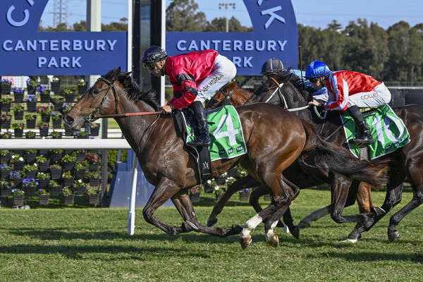 Sapphire Rose wins at Canterbury - image Bradley Photography