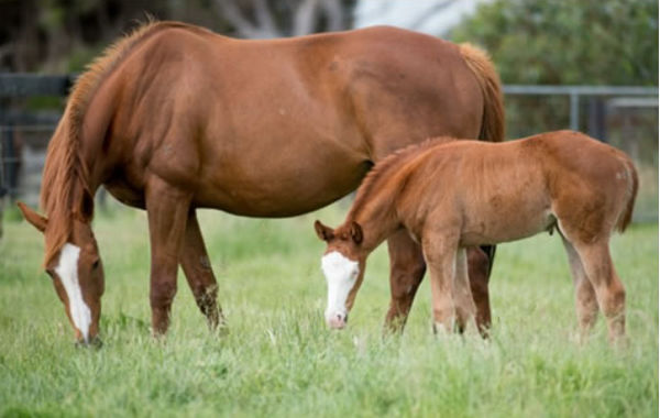 Sapphire Sioux was a standout as a foal.