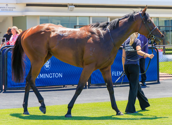 Sass Appeal is now a stakes-winner - image Grant Courtney