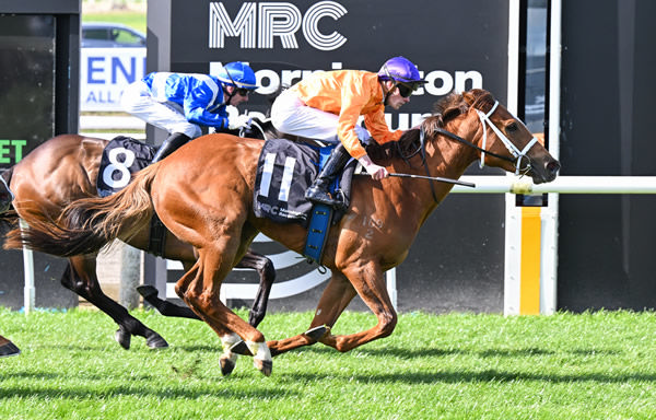 Sassy for Sure wins in the Widden Stud colours - image Pat Scala / Racing Photos  