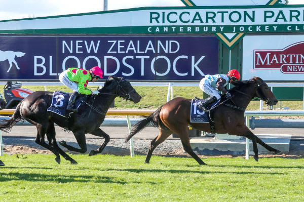 Sassy Merlot powers home to score a valuable victory in Saturday’s Listed Daphne Bannan Memorial Great Easter Stakes (1400m) at Riccarton.  Photo: Ajay Berry (RIS)