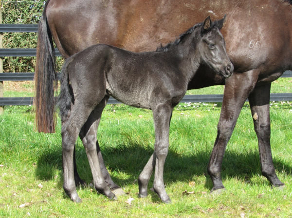 Barneswood Farm's broodmare gem Symphonic has a Savabeel filly foal at foot, a full-sister to Orchestral, and is back in-foal to Savabeel. Photo: Supplied