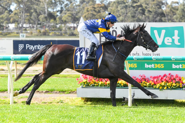 Savagery Vibe wins on debut at Bendigo - image Brett Holburt / Racing Photos