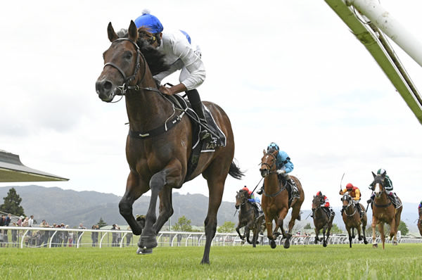 Savaglee will contest the Listed Counties Challenge Stakes (1100m) at Pukekohe on Saturday. Photo: Peter Rubery (Race Images Palmerston North)