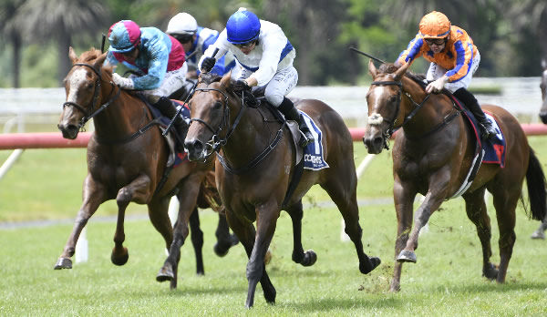 Savaglee winning the Gr.2 James and Annie Sarten Memorial (1400m) at Te Aroha on Wednesday.   Photo: Kenton Wright (Race Images)