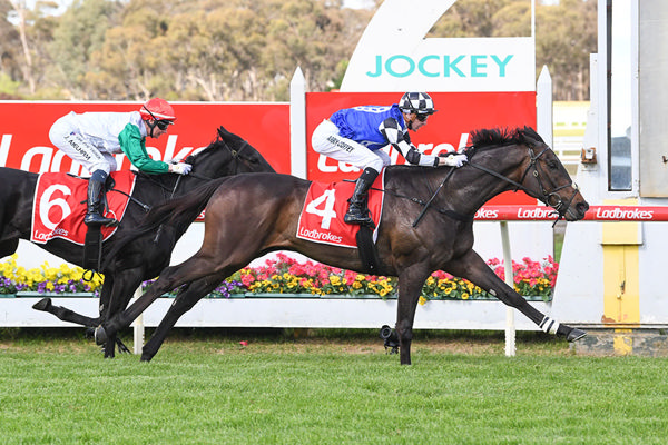 G3 Bendigo Cup Victory for Ciaron Maher's Sayedaty Sadaty - Image Brett Holburt/Racing Photos