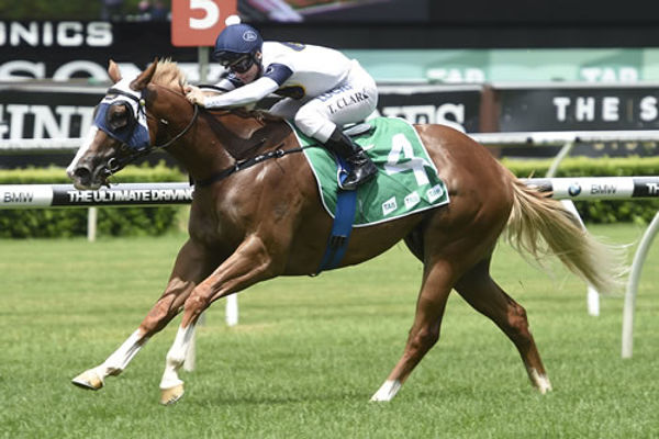 Scarlet Rain won over $340,000 for Darby Racing - image Steve Hart.