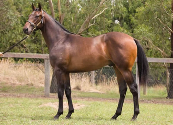 Scorpius as a yearling