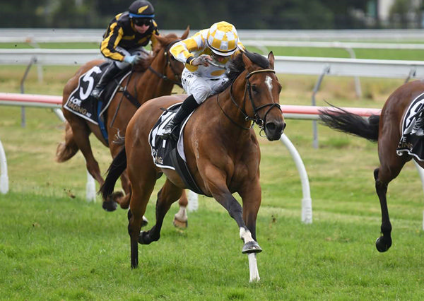 Scouser winning on debut at Arawa Park on Thursday. Photo: Kenton Wright (Race Images)