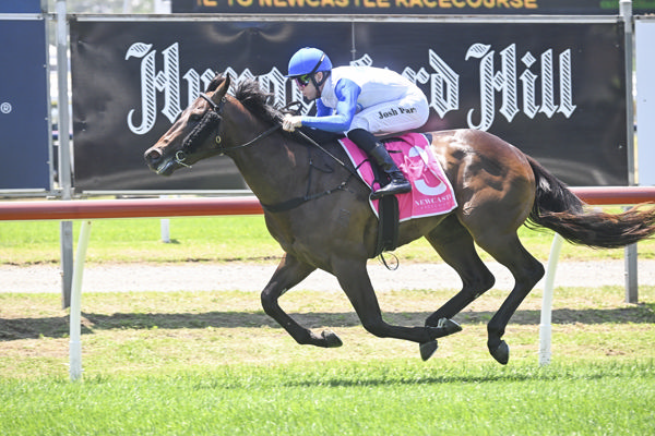Russian Revolution colt Seeiaye is the lone winner in the race - image Bradley Photos