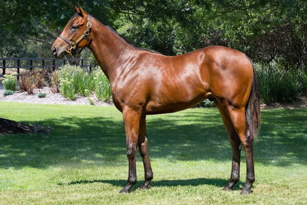 Semillion as a yearling.