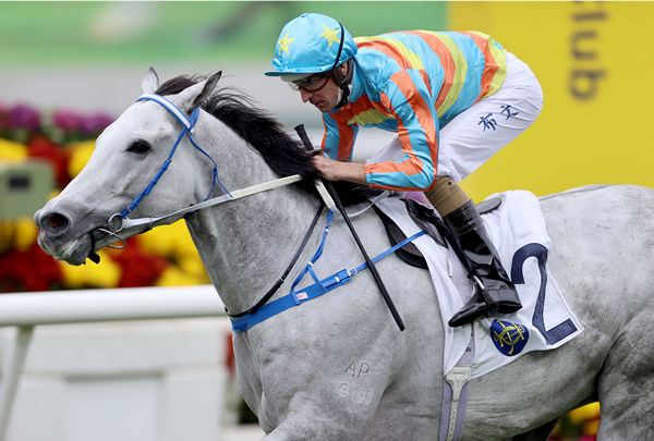 Senor Toba has a half-brother to be offered at Inglis Premier - image HKJC