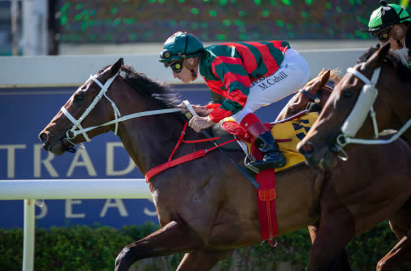 Hermitage Thoroughbreds owned September Run - image Racing Queensland   