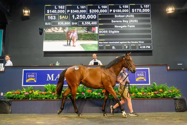 The most expensive filly on Day 1 - image Magic Millions 