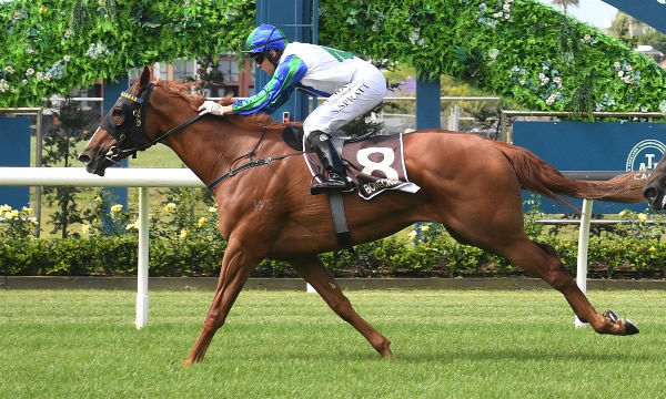 Sethito winning the Gr.3 Bonecrusher Stakes (1400m) at Ellerslie on Saturday.   Photo: Kenton Wright (Race Images)