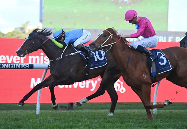 Shades of Rose hangs on to win the G2 Sheraco - image Steve Hart