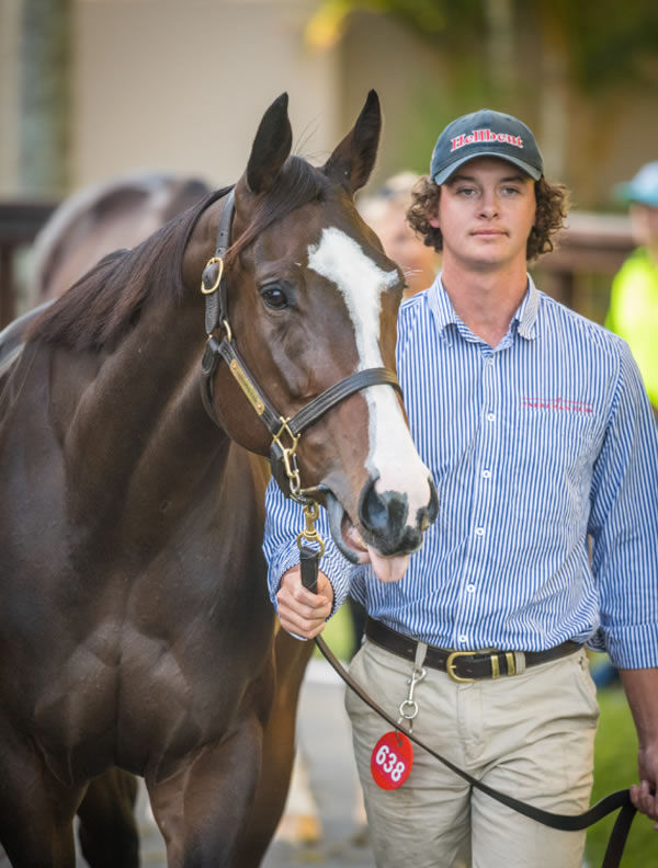 Shades of Rose heads to Arrowfield Stud for $1.6 million - image MM 