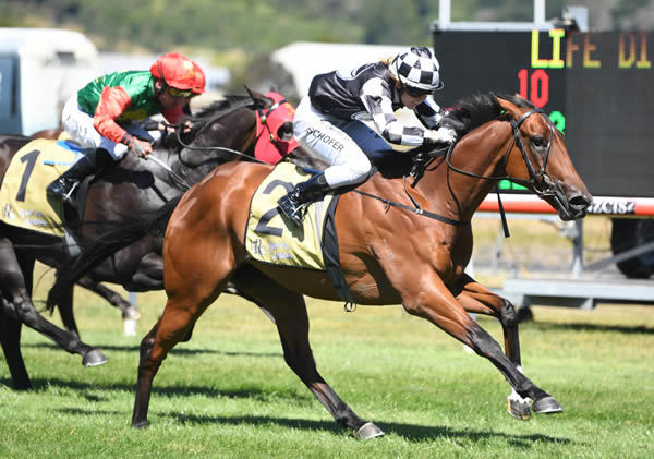 Hazel Schofer gets the best out of Shamus as they combine to win the Gr.2 Life Direct Wellington Guineas (1400m) Photo Credit: Race Images – Peter Rubery