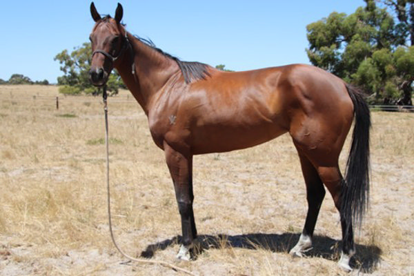 Sharma Princess is for sale again on Bloodstockauction.