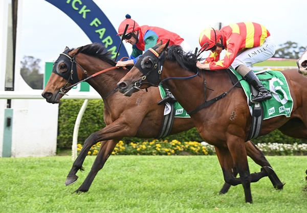 Sharp 'n' Smart edges out Matcha Latte to win the G3 Gloaming - image Steve Hart